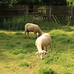 In *